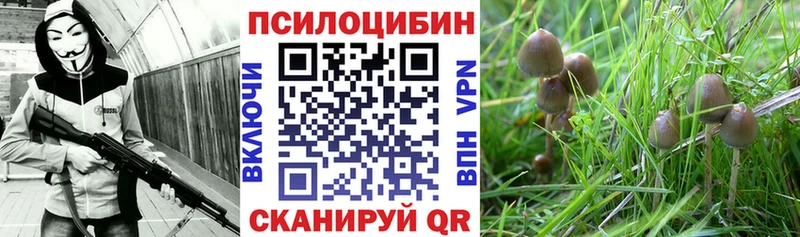 Псилоцибиновые грибы прущие грибы  Плавск 